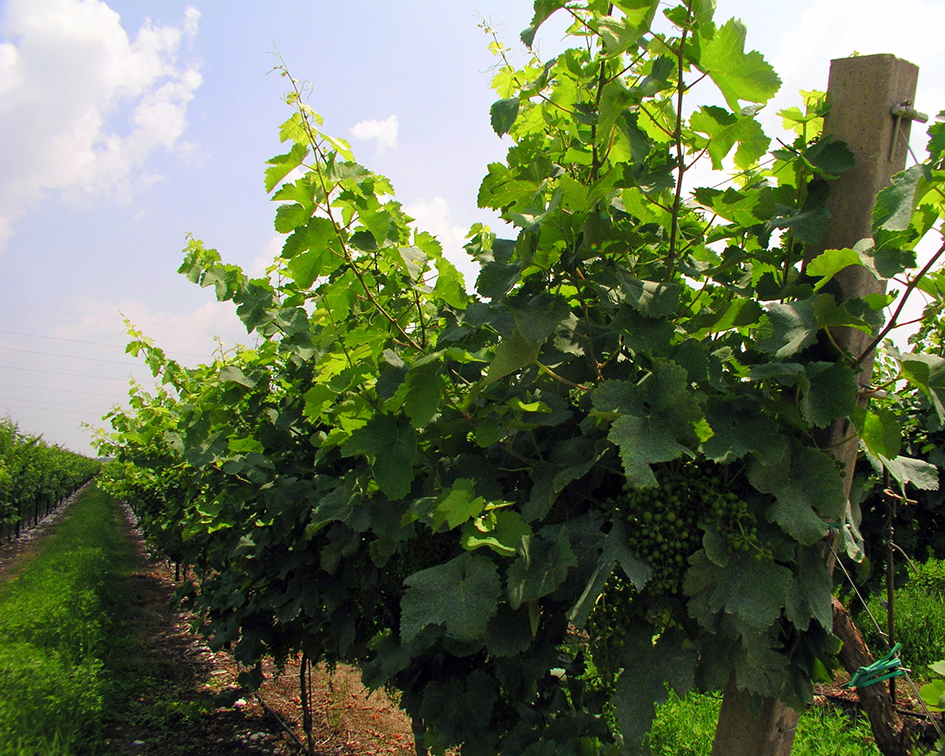 Prosecco Vines - About Treviso B&B Le Tre Corti